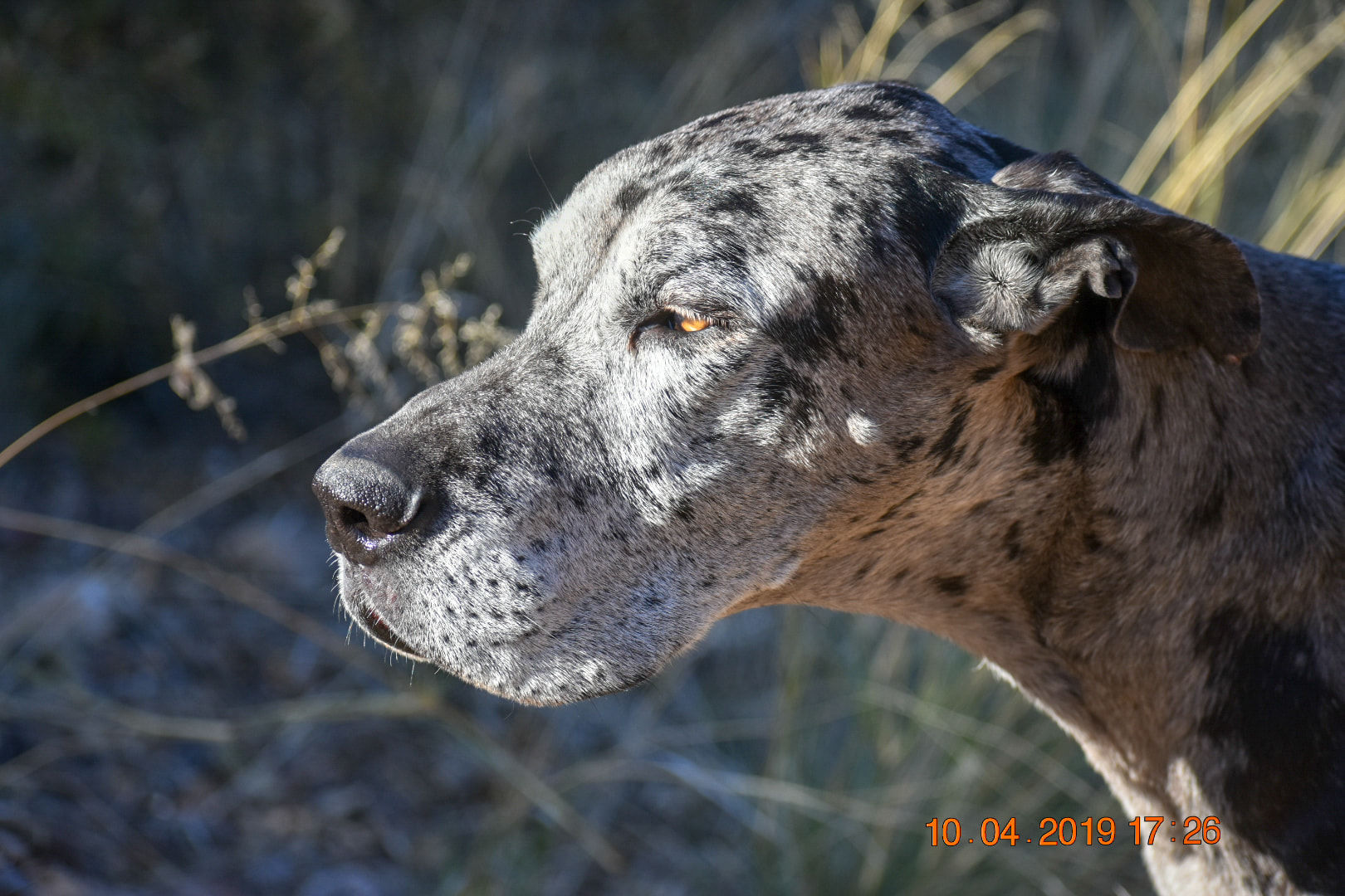 Readers pet photos